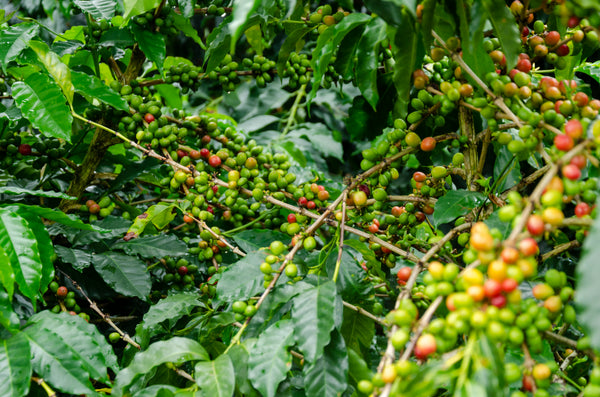 grains de café avant la récolte